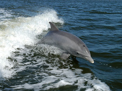 delfin